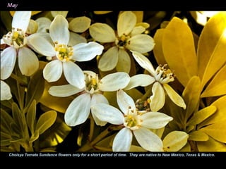 May
Choisya Ternate Sundance flowers only for a short period of time. They are native to New Mexico, Texas & Mexico.
 