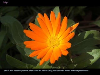 May
This is also an osteospermum, often called the African Daisy, with colourful flowers and dark green leaves.
 