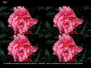 May
In mid-May we began to see the peony (Genus – Paconia). This is a traditional variety. Peony is a large flower.
 