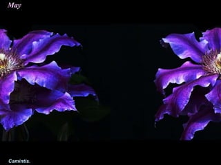 May
Camintis.
 