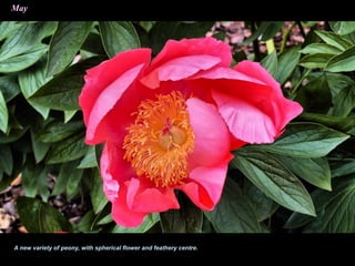 May
A new variety of peony, with spherical flower and feathery centre.
 