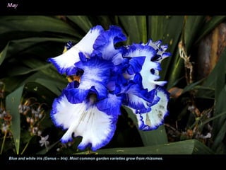 May
Blue and white iris (Genus – Iris). Most common garden varieties grow from rhizomes.
 