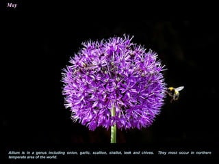 May
Allium is in a genus including onion, garlic, scallion, shallot, leek and chives. They most occur in northern
temperate area of the world.
 