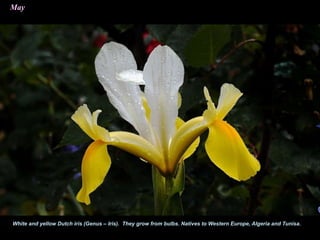 May
White and yellow Dutch iris (Genus – Iris). They grow from bulbs. Natives to Western Europe, Algeria and Tunisa.
 