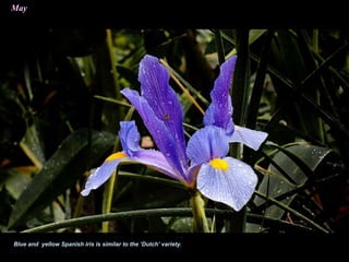May
Blue and yellow Spanish iris is similar to the ‘Dutch’ variety.
 