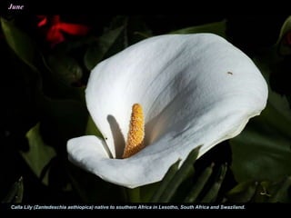 June
Calla Lily (Zantedeschia aethiopica) native to southern Africa in Lesotho, South Africa and Swaziland.
 