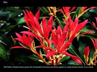 Mar
Red Robin, Photinia Kay is grown for its beautiful red leaves and these appear on newly formed shoots. It is a shrub.
 