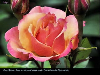 May
Rose (Genus – Rosa) is a perennial woody shrub. This is the Amber Flush variety.
 