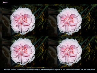 June
Carnation (Genus – Dianthus) probably native to the Mediterranean region. It has been cultivated for the last 2000 years
 