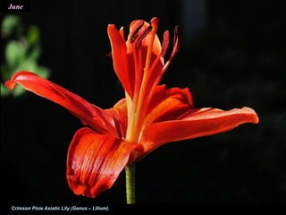 June
Crimson Pixie Asiatic Lily (Genus – Lilium).
 