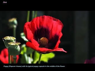 Poppy (Papaver rhoeas) with its typical poppy capsule in the middle of the flower.
Jun
 