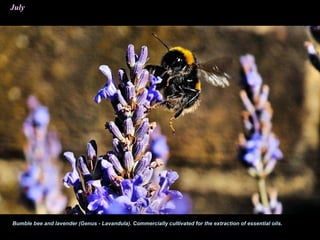 July
Bumble bee and lavender (Genus - Lavandula). Commercially cultivated for the extraction of essential oils.
 