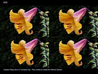 July
Copper King Lily is a Trumpet Lily. This variety is called the African Queen.
 