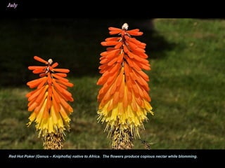 July
Red Hot Poker (Genus – Kniphofia) native to Africa. The flowers produce copious nectar while blomming.
 