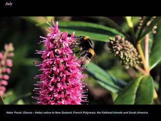 July
Hebe ‘Paula’ (Genus – Hebe) native to New Zealand, French Polynesia, the Falkland Islands and South America.
 