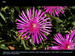 July
Delosperma cooperi (Genus Delosperma) commonly called Trailing Iceplant or “Pink Carpet” is a dwarf perennial
plant, native to South Africa.
 