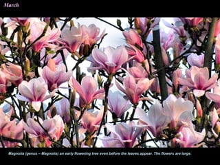 Magnolia (genus – Magnolia) an early flowering tree even before the leaves appear. The flowers are large.
March
 