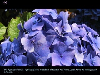 July
Blue hydrangea (Genus – Hydrangea) native to Southern and eastern Asia (China, Japan, Korea, the Himalayas and
Indonesia).
 