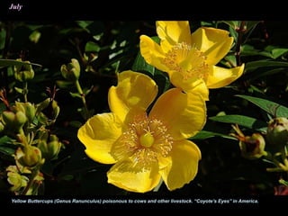 July
Yellow Buttercups (Genus Ranunculus) poisonous to cows and other livestock. “Coyote’s Eyes” in America.
 