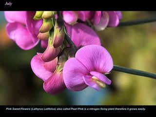 July
Pink Sweet Flowers (Lathyrus Latifolius) also called Pearl Pink is a nitrogen fixing plant therefore it grows easily.
 
