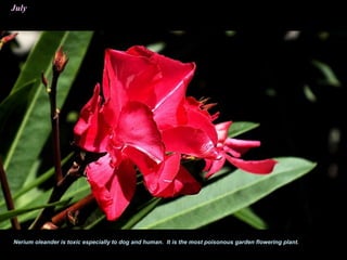 July
Nerium oleander is toxic especially to dog and human. It is the most poisonous garden flowering plant.
 