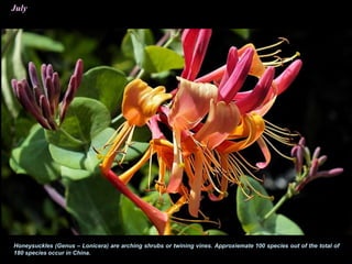 July
Honeysuckles (Genus – Lonicera) are arching shrubs or twining vines. Approxiemate 100 species out of the total of
180 species occur in China.
 