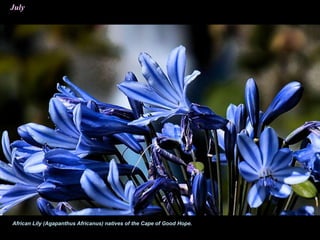 July
African Lily (Agapanthus Africanus) natives of the Cape of Good Hope.
 