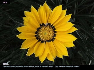 July
Gazania (Genus) Daybreak Bright Yellow, native to Southern Africa. They are large composite flowers.
 