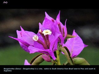July
Bougainvillea (Genus – Bougainvillea) is a vine, native to South America from Brazil west to Peru and south to
Argentina.
 