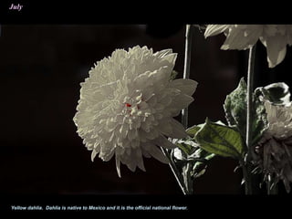 July
Yellow dahlia. Dahlia is native to Mexico and it is the official national flower.
 