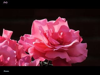 July
Roses.
 