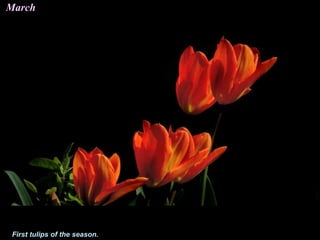 March
First tulips of the season.
 