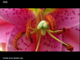 July
Inside of an Asiatic Lily.
 