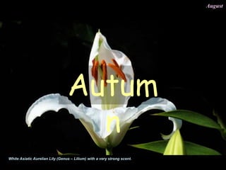White Asiatic Aurelian Lily (Genus – Lilium) with a very strong scent.
August
Autum
n
 
