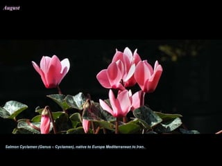 Salmon Cyclamen (Genus – Cyclamen), native to Europe Mediterrancean to Iran.Salmon Cyclamen (Genus – Cyclamen), native to Europe Mediterranean to Iran.
AugustAugust
 