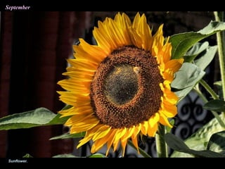 Sunflower.
September
 