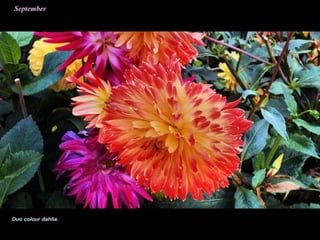 Duo colour dahlia.
 