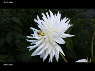White dahlia.
 