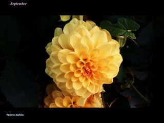 Yellow dahlia.
 