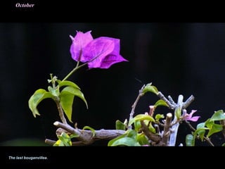The last bouganvillea.
October
 