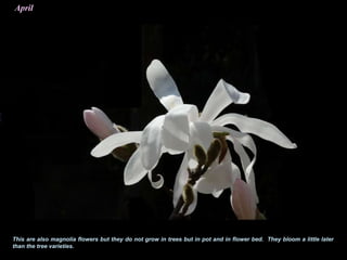 April
This are also magnolia flowers but they do not grow in trees but in pot and in flower bed. They bloom a little later
than the tree varieties.
 