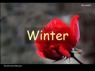 The last rose of the year.
December
Winter
 