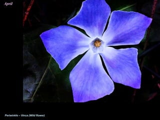 April
Periwinkle – Vinca (Wild flower)
 