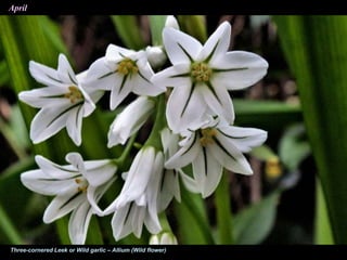April
Three-cornered Leek or Wild garlic – Allium (Wild flower)
 