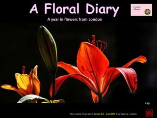 First created 11 Apr 2014. Version 5.0 - 3 Jul 2020. Jerry Daperrp. London.
A Floral Diary
A year in flowers from London
Lily
 