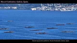Mussel Cultivation. Galicia. Spain.
Mussel aquaculture platforms. Ria de Pontevedra. Galicia, Spain.
 