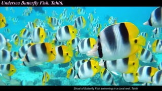 Undersea Butterfly Fish. Tahiti.
Shoal of Butterfly Fish swimming in a coral reef, Tahiti
 