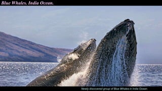Blue Whales. India Ocean.
Newly discovered group of Blue Whales in India Ocean.
 