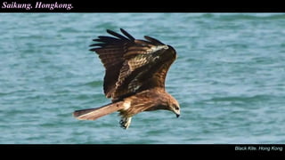 Black Kite. Hong Kong
Saikung. Hongkong.
 