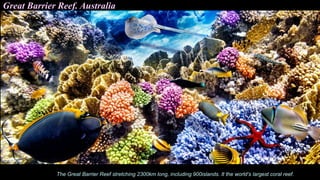 Great Barrier Reef. Australia
The Great Barrier Reef stretching 2300km long, including 900islands. It the world’s largest coral reef.
 
